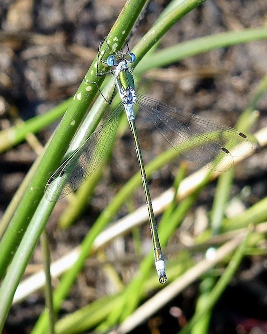 emerald damselfly